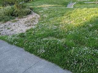 The shaggy lawn full of dandelions gone to see and some cute little white flowers