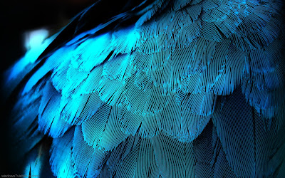 HD Bird wings Desktop wallpaper 