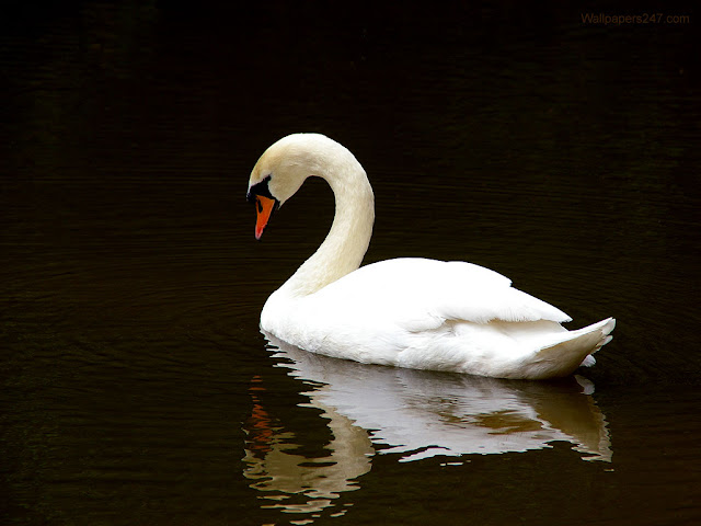 Swans Birds Pictures