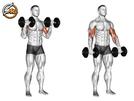 4 Best Dumbbell Biceps Exercises to Build Bigger Arms