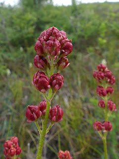 Tofieldie glutineuse - Triantha glutinosa