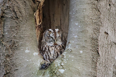 Wâldûle - Bosuil - Strix aluco