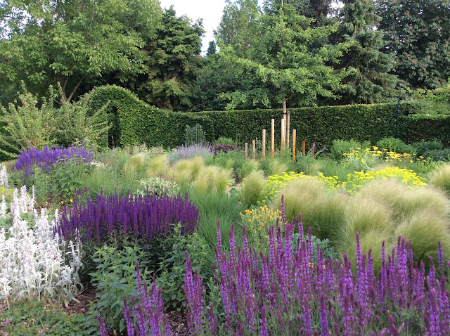 Salvia nemorosa 'Amethyst', 'Caradonna' en 'Dear Anja'.