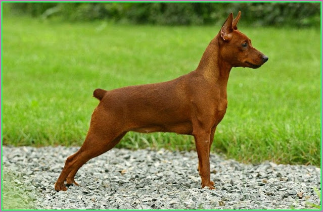 Miniature Doberman Pinscher For Sale