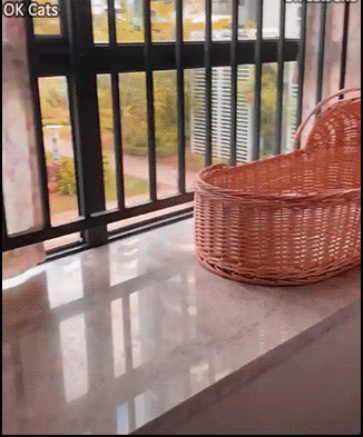 Cute Cat GIF • Adorable kitten sleeping on her back like a human baby. Cuteness overload [ok-cats.com]