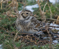 Lapland Longspur in winter plumage – Gull Island, Presqu’ile Provincial Park, ON – Dec. 25, 2008 – Qmnonic