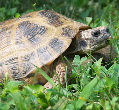 Pet Turtles and Tortoises