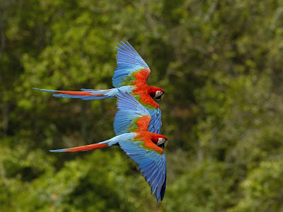 http://birdingi.blogspot.com/