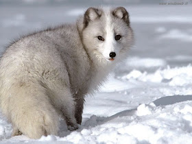 arctic fox snow wild animal