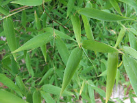 Bamboo Leaf