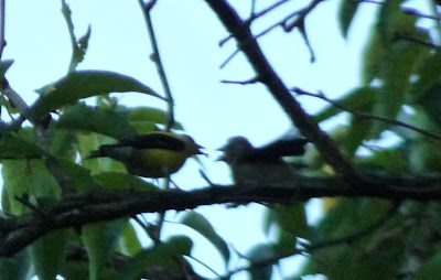 male goldfinch feeding fledgling