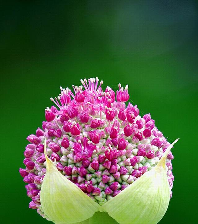  Garden Flowers 10