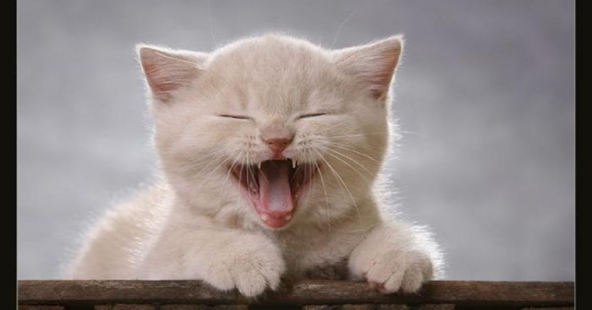 Gambar Kucing Tersenyum. - Kongxie  Kongsi Artikel Dan 