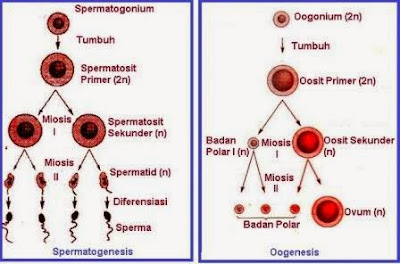  Mekanisme Pembentukan Sel Kelamin Jantan  Mekanisme Pembentukan Sel Kelamin Jantan (Spermatogenesis) Dan Sel Kelamin Betina (Oogenesis)