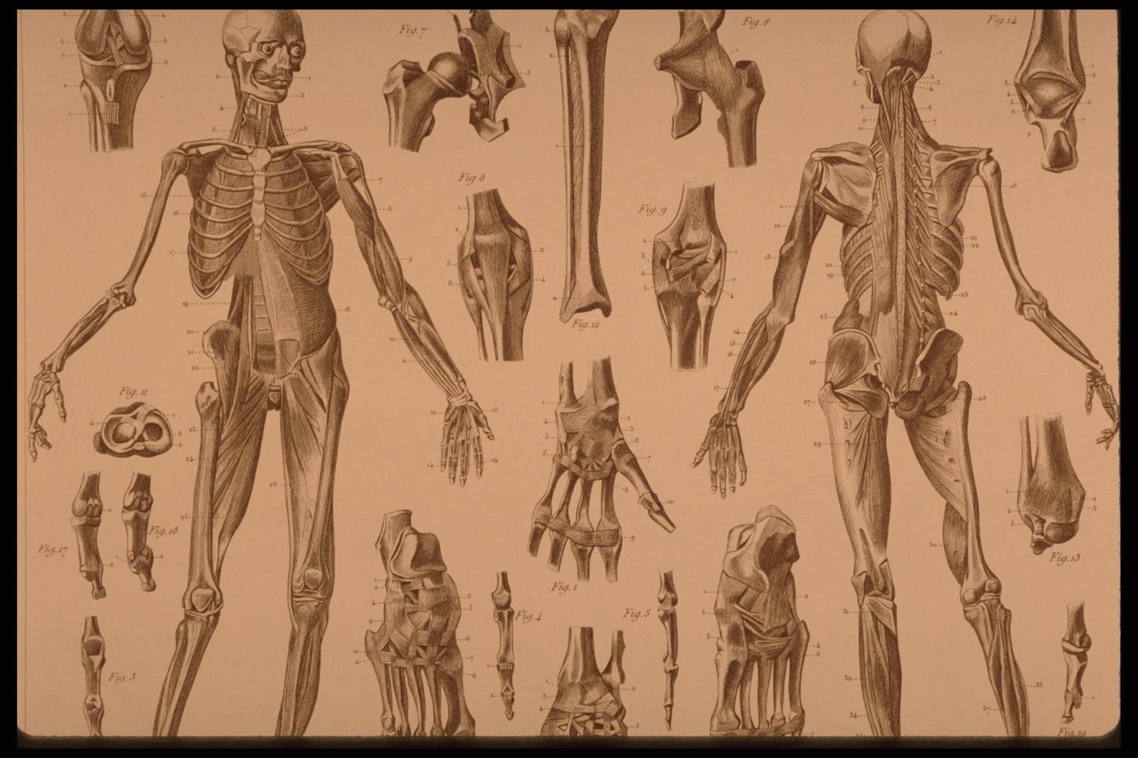 Free Vintage Prints from an Antique Anatomy Textbook - The Graffical Muse