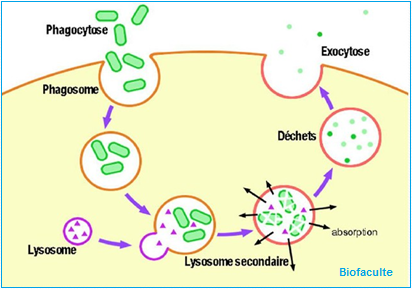 Exocytose