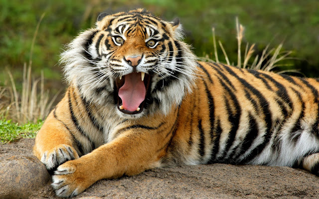 Best Tiger HD Wallpaper Free