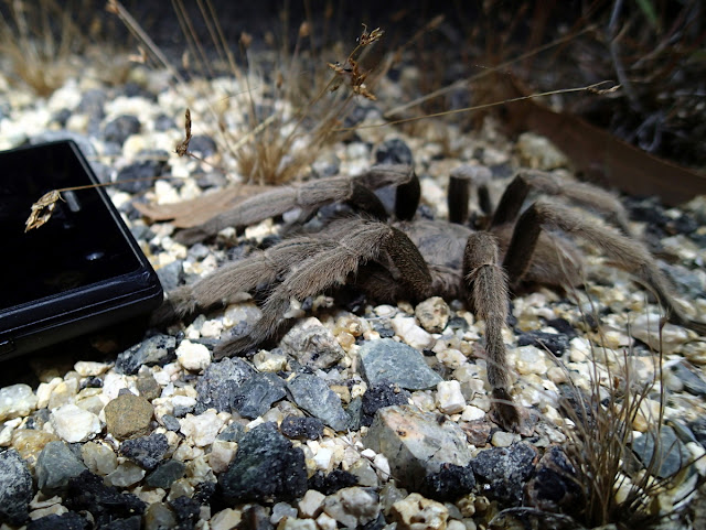 Australian tarantula