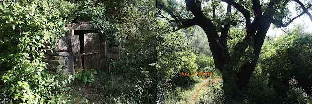 ARBRES SINGULARS, ARBRES REMARCABLES DEL PLA DE MANLLEU (ALT CAMP) I AIGUAVIVA (BAIX PENEDÈS), Roure de Cal Pere Llarg i pou o cisterna al Pla de Manlleu