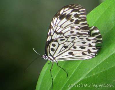 Tree Nymph at Sinharaja 'World Heritage' Rain forest