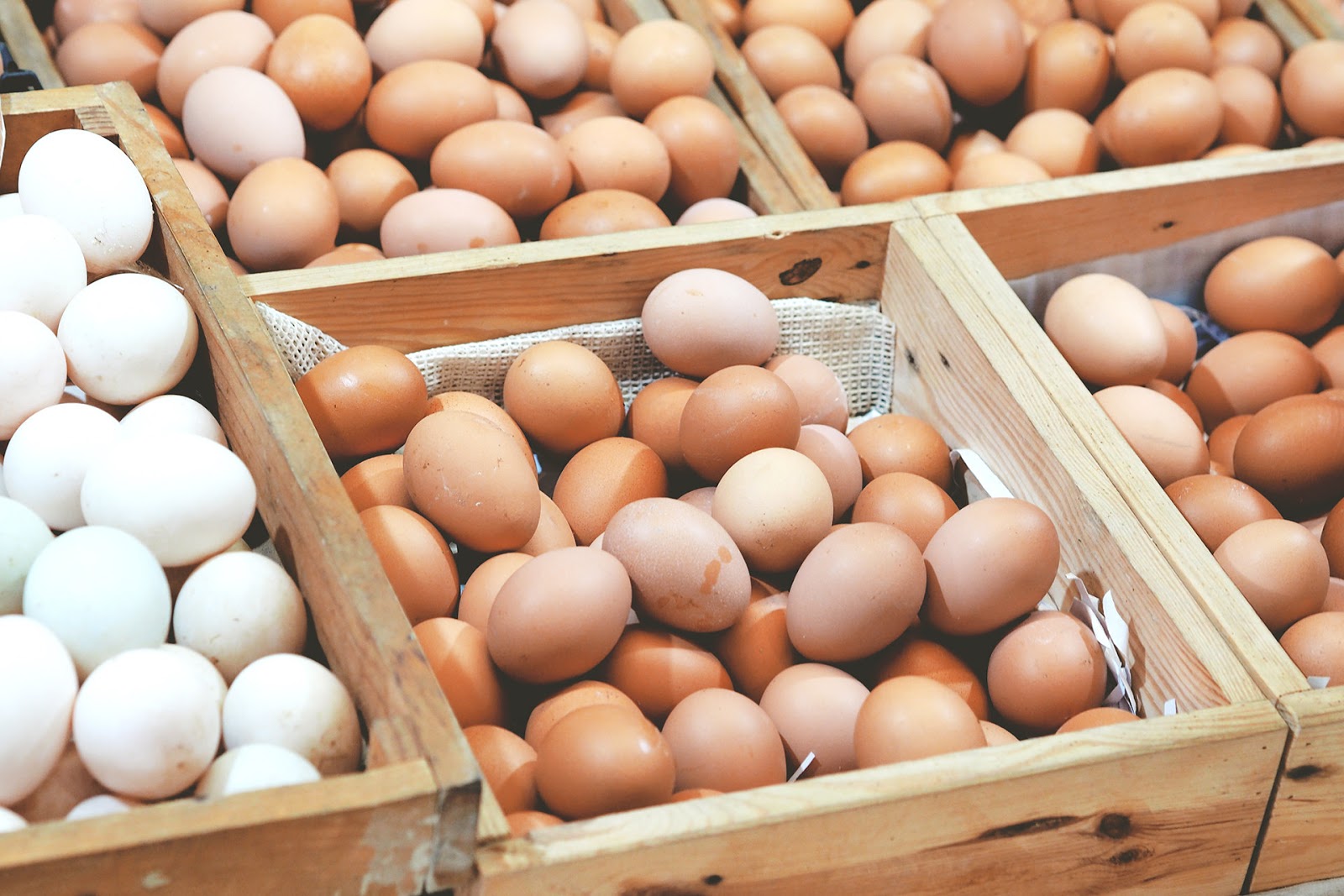 Cara Memilih Supplier Telur Ayam  Yang Tepat dan 