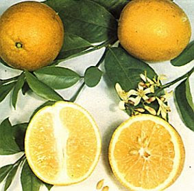 Meyer Lemon