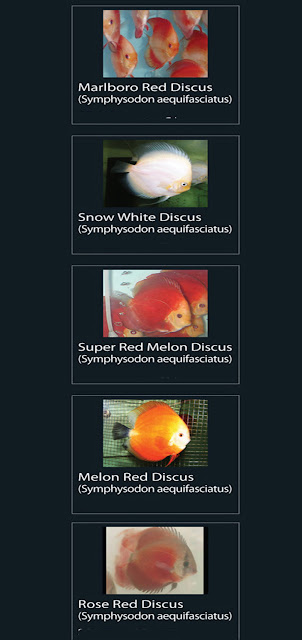 6. Marlboro Red Discus  Nama Latin Symphysodon aequifasciatus  7. Snow Ehite Discus  Nama Latin Symphysodon aequifasciatus  8. Super Red Melon Discus  Nama Latin Symphysodon aequifasciatus9. Melon Red Discus  Nama Latin Symphysodon aequifasciatus  10. Rose Red Discus  Nama Latin Symphysodon aequifasciatus