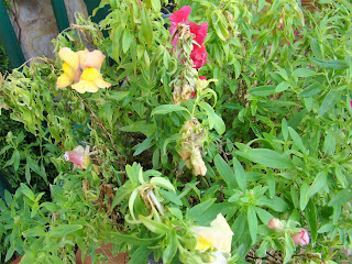 Dragonaria o boca de dragón (Antirrhinum majus f. nana)