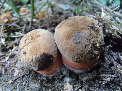 Orawa, Lipnica Wielka, Babia Góra, grzyby sierpniowe, grzybobranie w sierpniu, grzybobranie na Orawie, borowik ceglastopory, Boletus luridoformis