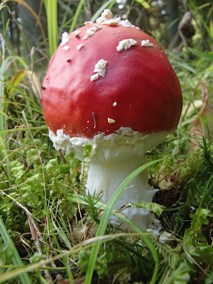 Muchomor czerwony, Amanita muscaria