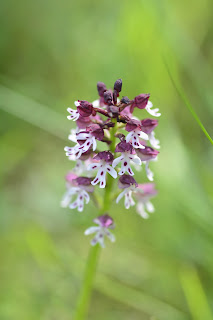 Orchis ustulata (orquis socarrat). Fotografia de Josep Espí