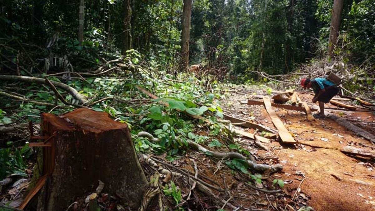 batang pohon ulin setelah ditebang