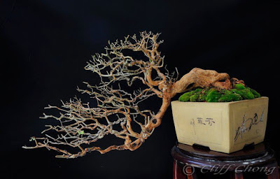 Pohon Bonsai Ligustrum