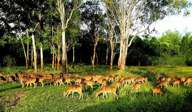 Dandeli wildlife sanctuary