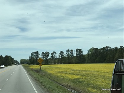 Peanut fields
