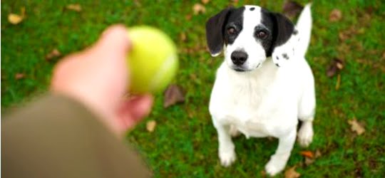 Como brincar com seu cão