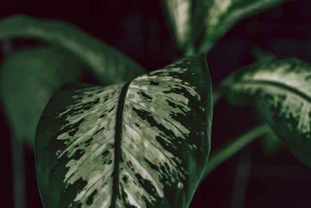 Dieffenbachia: Dumb Cane Plant Care and Tips