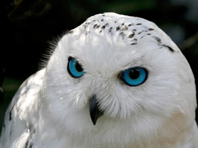 White Owl Wallpapers