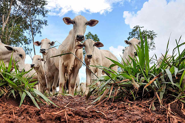 Se se quer diminuir o CO2. a pecuária deveria ser apresentada como heroína