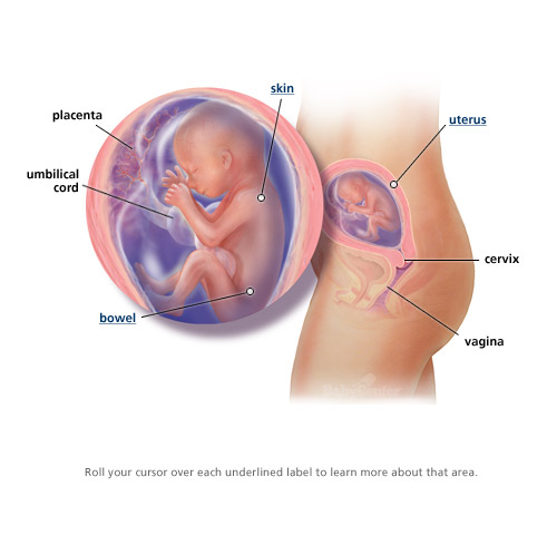 3d ultrasound 20 weeks boy. 3d ultrasound 20 weeks boy.