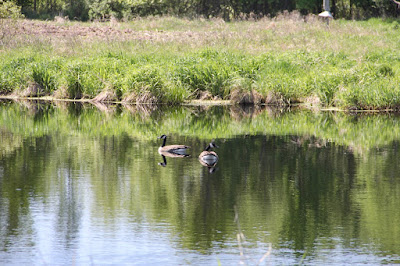 photo of a pair of Canada geese on a small pond