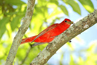 Summer Tanager, male – Hephzibah, GA – Aug. 2011 – photo by Ospr3yy