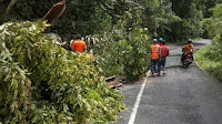 Jalan Lambar-Pesisir Barat, Waspada Longsor dan Pohon Tumbang