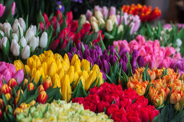 Many colors of tulip flowers blooming