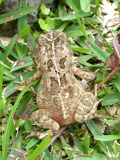 Bufo gutturalis - Crapaud guttural