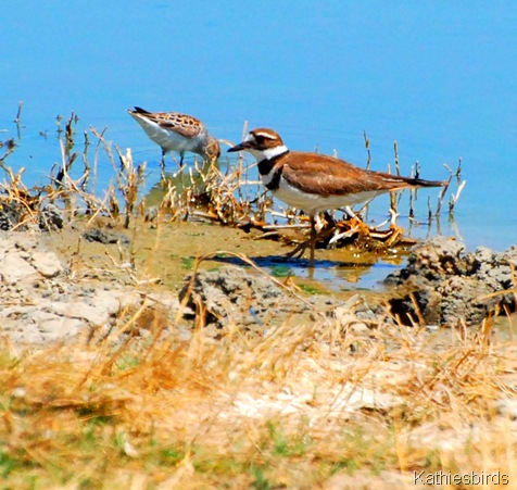 2. killdeer-kab