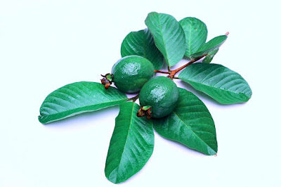 Guava (Psidium guajava) for diabetes patients