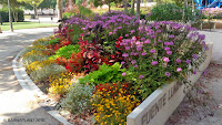 Soluciones Florales  de Arribas Center-Barnaplant  “La Fuente Luminosa 8 de Marzo” en el parque Miguel Servet de Huesca.