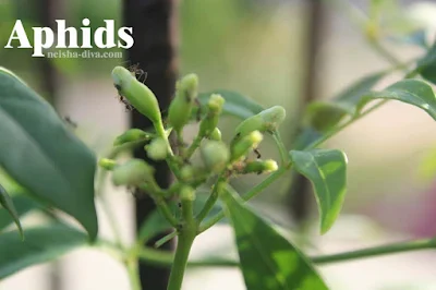 Hama Aphids (Rumah Bunga Neisha)