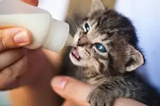 gatito bebiendo en biberón